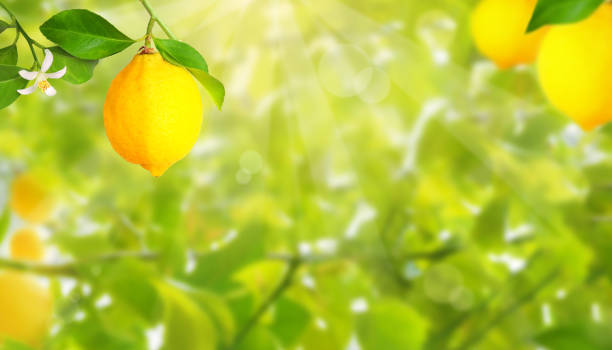istock Plantation with lemon trees and copy space 1299638300