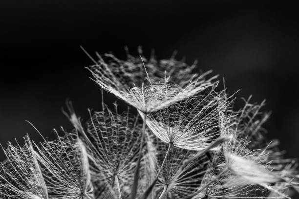 istock Intricate Dandelion Seeds Close Up 1299638383