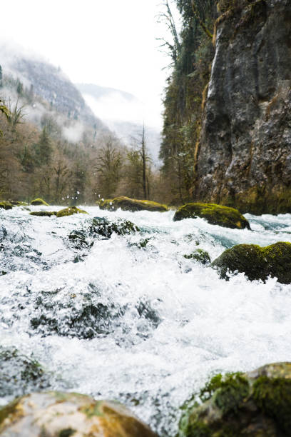 istock Swirling mountain river flows among rocks covered with green moss and trees 1299638712