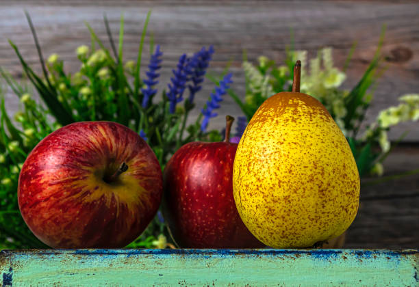 Red delicious apple and Bosc pears under natural window lighting and still life style
