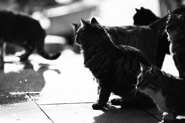 istock Monochrome domestic cat silhouette with shadow 1299638957