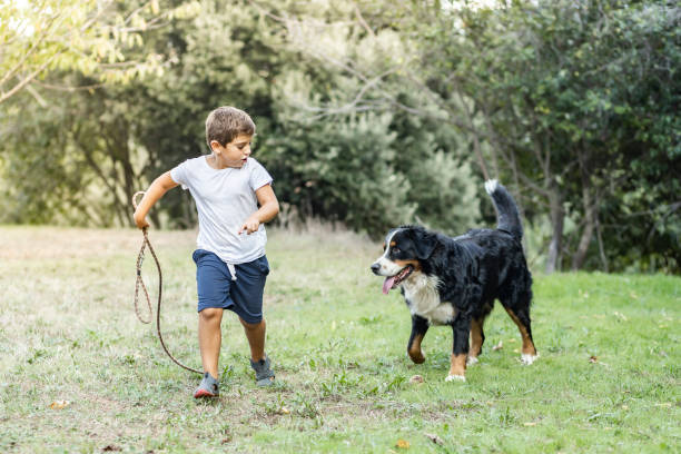 istock Little boy playing with a Mountain Dog outdoors 1299640152