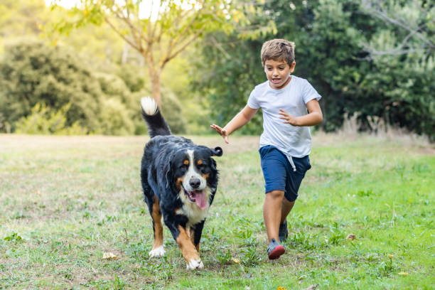 istock Little boy playing with a Mountain Dog outdoors 1299640153