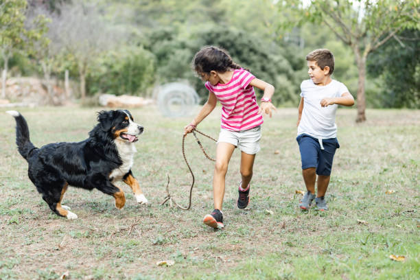 istock Two kids running and playing with a Mountain Dog 1299640159