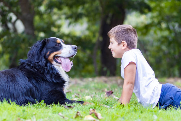 istock Little kid and Mountain Dog lying on a field 1299640162