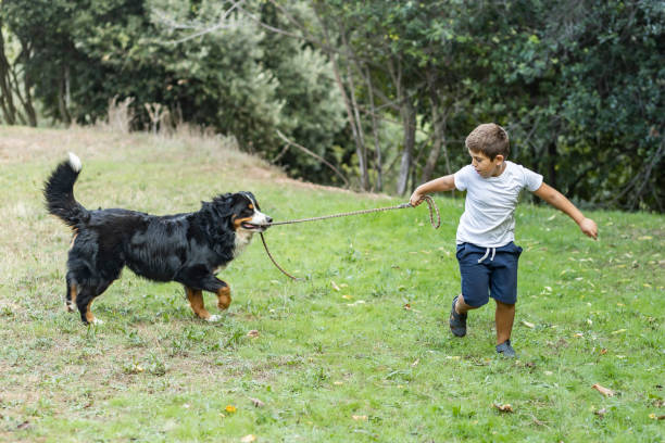 istock Little boy playing with a Mountain Dog outdoors 1299640170