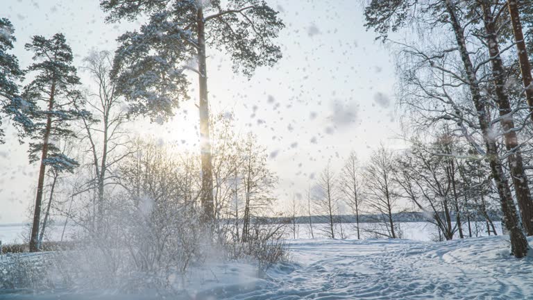 Hyperlapse in winter snowy forest during snowfall, beautiful winter landscape and snowfall