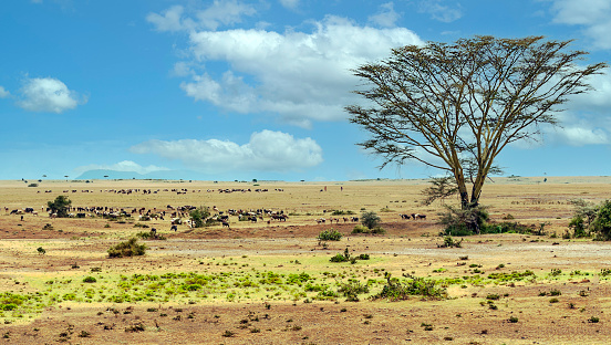 Acacias trees in landscape of Kenya in a cloudy day