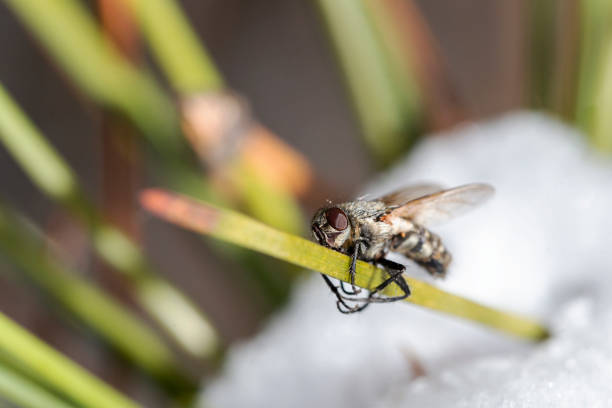 Macro shot of a fly. Insect close up. stock photo