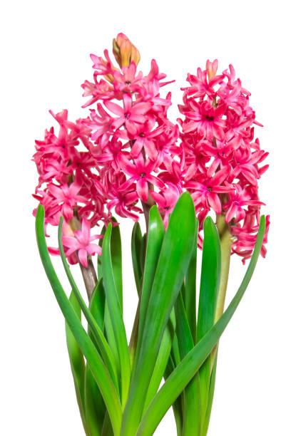 istock Three pink blooming hyacinths isolated on white background. Template for the composition of gifts and bouquet. 1299643655