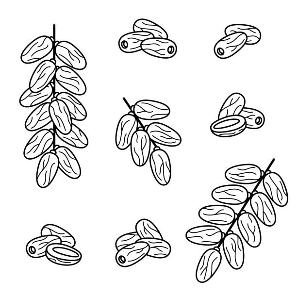 Dates fruit set. Collection icon dates fruit. Vector Dates set. Collection icon dates. Vector illustration fruit of islam stock illustrations