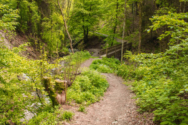 istock Hiking trail in German forest 1299645500