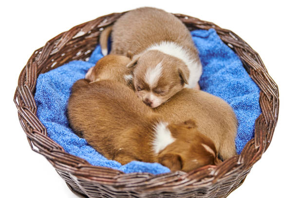 istock Sleeping Chihuahua puppies in basket. 1299646282