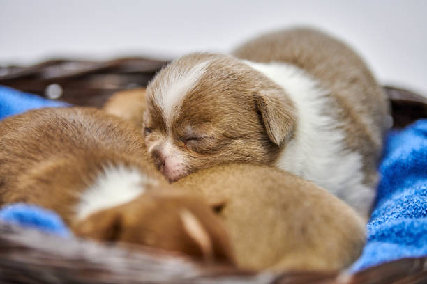 istock Sleeping Chihuahua puppies in basket. 1299646442