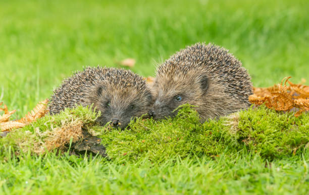 istock Hedgehogs (Scientific name: Erinaceus Europaeus) two wild, native, European hedgehogs facing forward in natural woodland habitat with green moss and golden bracken. H 1299646647