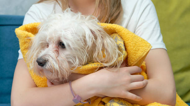 istock A wet Maltese dog wrapped in a yellow towel 1299647739