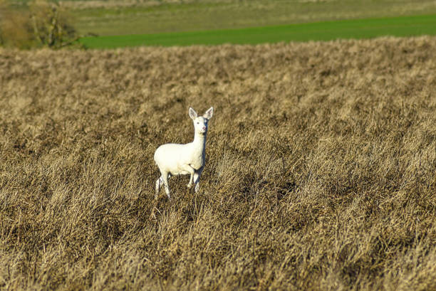 Franconia, Germany: Rare white deer in a field A rare albino deer with pink eyes and nose near Oberreichenbach in Middle Franconia. albino deer stock pictures, royalty-free photos & images