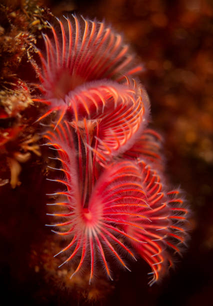 underwater photo of a Serpula vermicularis aka tube worm aka fan worm in the mediterranean sea