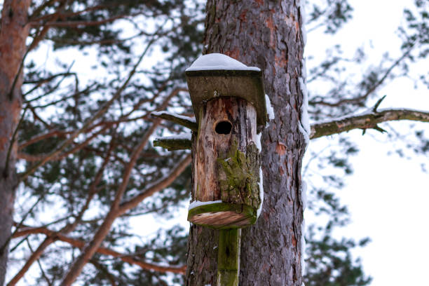 Cute pigeon on wooden bird feeder in snowy park