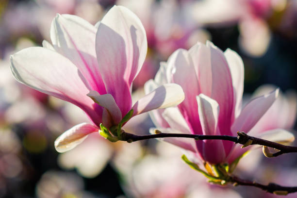 istock white magnolia blossom in sunlight 1299649790