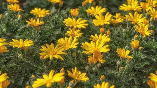 Euryops Field of yellow Golden Daisy. Flowers for balcony, park, garden. Flower background Close up