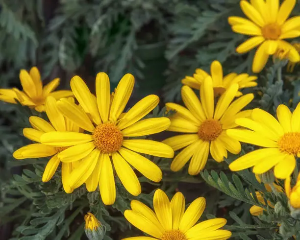 Euryops Field of yellow Golden Daisy. Flowers for balcony, park, garden. Flower background Close up Top view