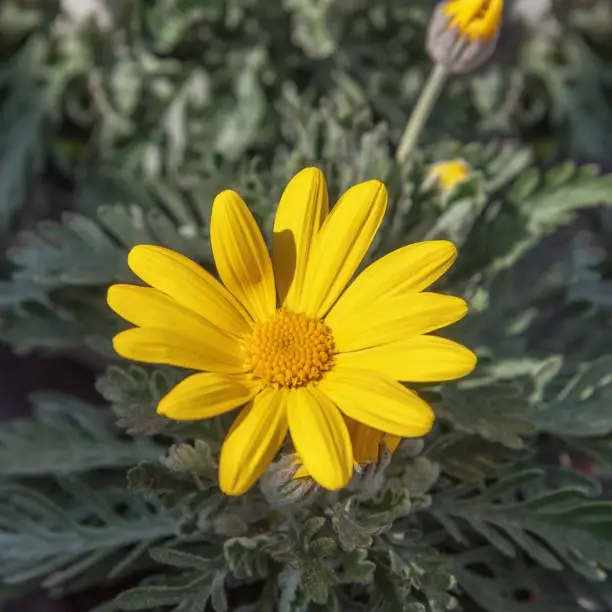 Euryops Yellow Golden Daisy. Flowers for balcony, park, garden. Close up Top view