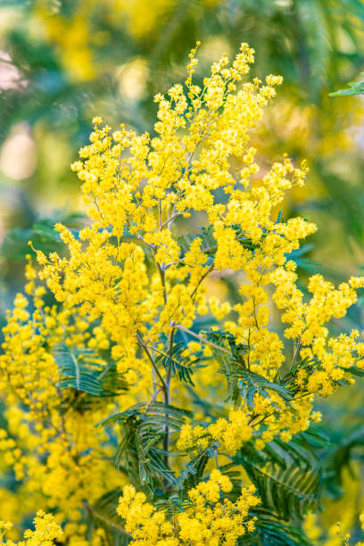istock Blossoming of mimosa tree. yellow flowers in blooming 1299652668