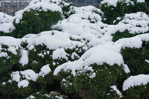 Snow-covered bushes, winter outdoors macro