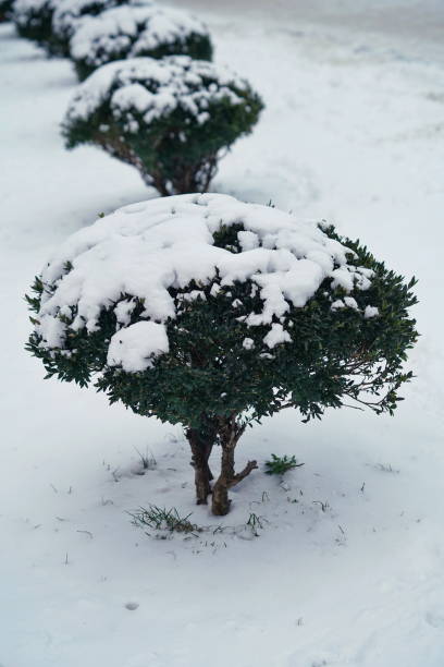 istock Snow-covered decorative green bushes outdoors, winter close-up 1299653936