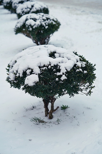 Snow-covered bushes, winter outdoors macro