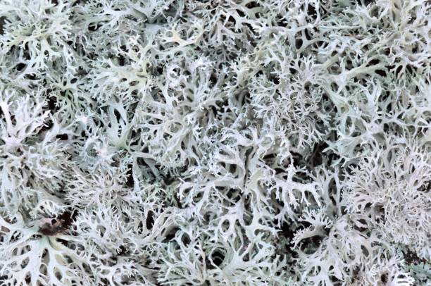 Evernia prunastri or oakmoss