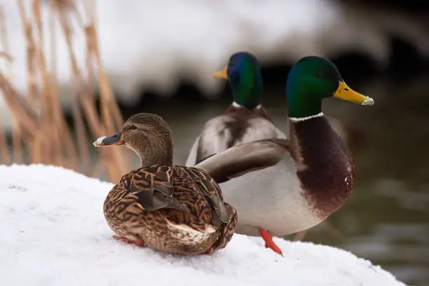 Photo of wild ducks on a frozen snow-covered lake. winter landscape