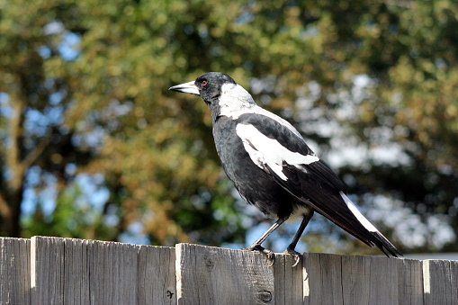 Australian Magpie (Cracticus tibicen) on a timber paling fence