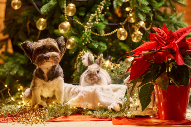 istock New year dog and rabbit Christmas tree. Biewer Terrier under garland Prasanthi 1299655495