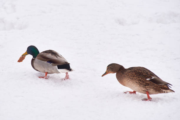 istock wild ducks on a frozen snow-covered lake. winter landscape 1299655505