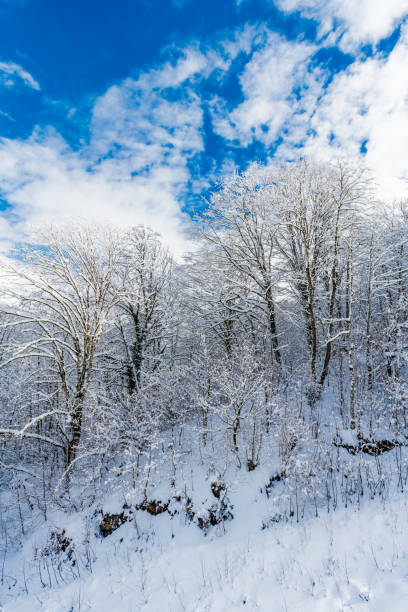 istock Winter snow covered trees in the  mountains 1299656154