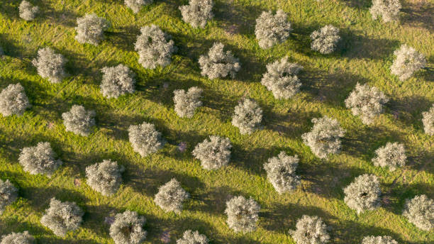 vue aérienne des oliviers formant un modèle des lignes perpendiculaires - spanish olive photos et images de collection