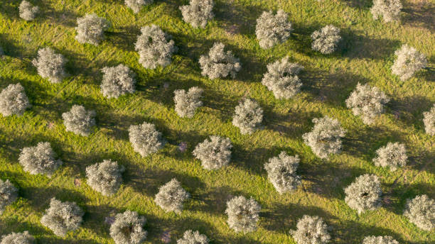 veduta aerea degli ulivi che formano un modello di linee perpendicolari - spanish olive foto e immagini stock