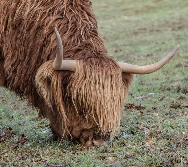 istock Highland Cows Of The Borders. 1299656418