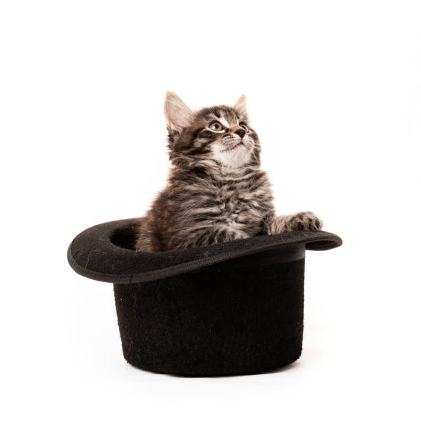 istock Little kitten sitting in a hat isolated on white background 1299656540