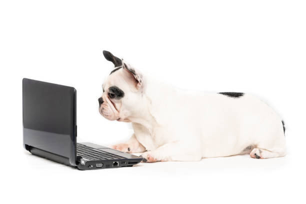 istock French bulldog puppy with computer portrait isolated on white 1299656787