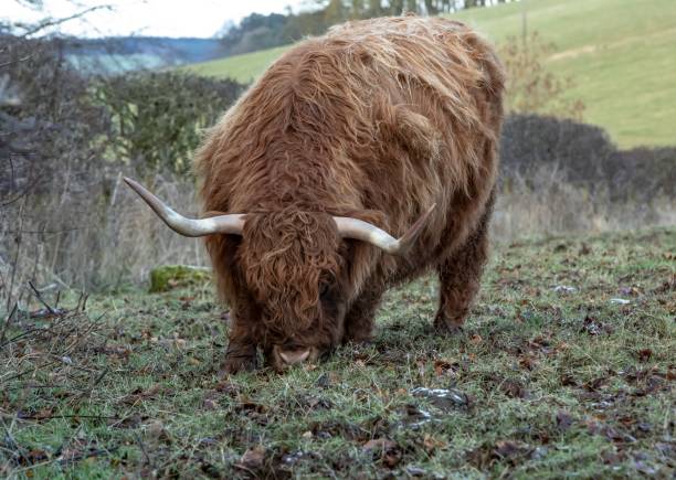 istock Highland Cows Of The Borders. 1299657575