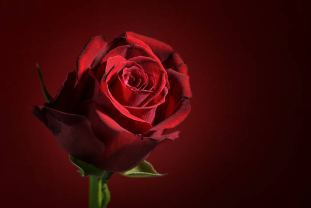 istock Deep red rose flower head against a dark red background with copy space, love symbol for valentines or mothers day 1299657675