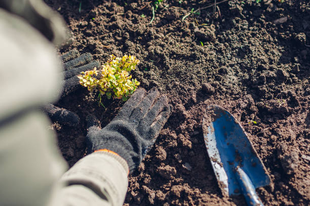 istock Gardener transplanting barberry bush from container into soil. Spring gardening work. Thunberg's yellow barberry 1299658028