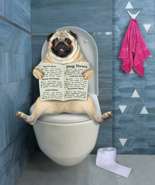 istock Pug on toilet bowl riding 1299658838