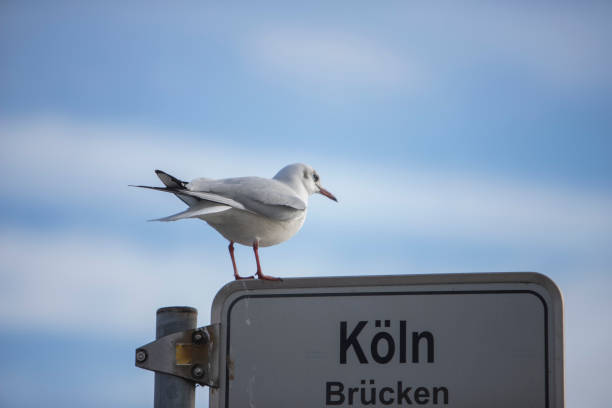 istock seagull sittin on a sign with the german words cologne bridges 1299658868