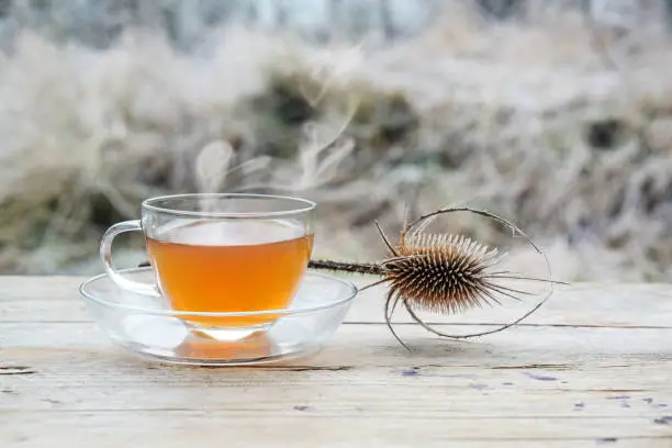 Hot tea and a wild cardoon or wild teasel (Dipsacus fullonum) outdoors on rustic wooden table on a cold morning, copy space, selected focus, narrow depth of field