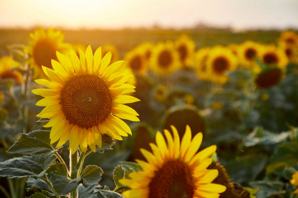 istock sunflowers in front of orange, yellow evening sky 1299661386