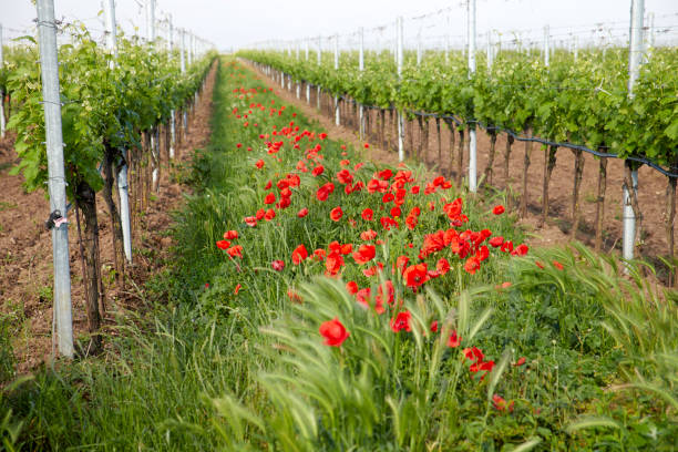 istock gossip poppy in weingarten 1299661458